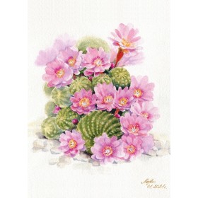 Квітнеючы кактус Квітнеючы кактус