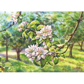 Яблыня квітнее Яблыня квітнее