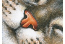 Сімпатычны носік