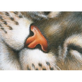 Сімпатычны носік Сімпатычны носік