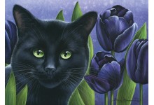 Чорныя цюльпаны