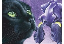 Цёмны касач