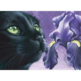 Цёмны касач