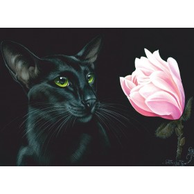 Магнолія Магнолія